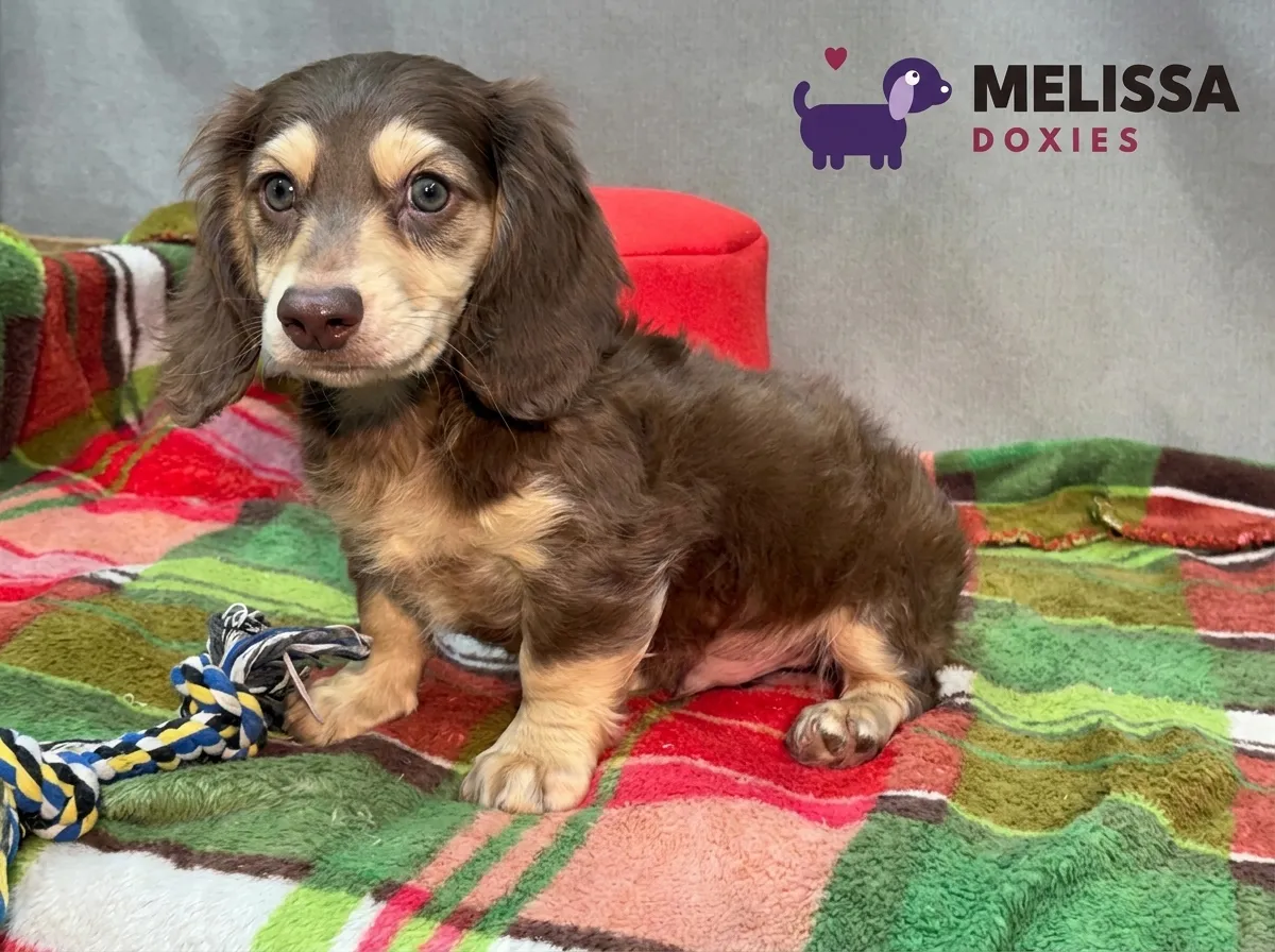 Teddy, a chocolate and cream miniature long-haired Dachshund puppy — photo 8 of 10