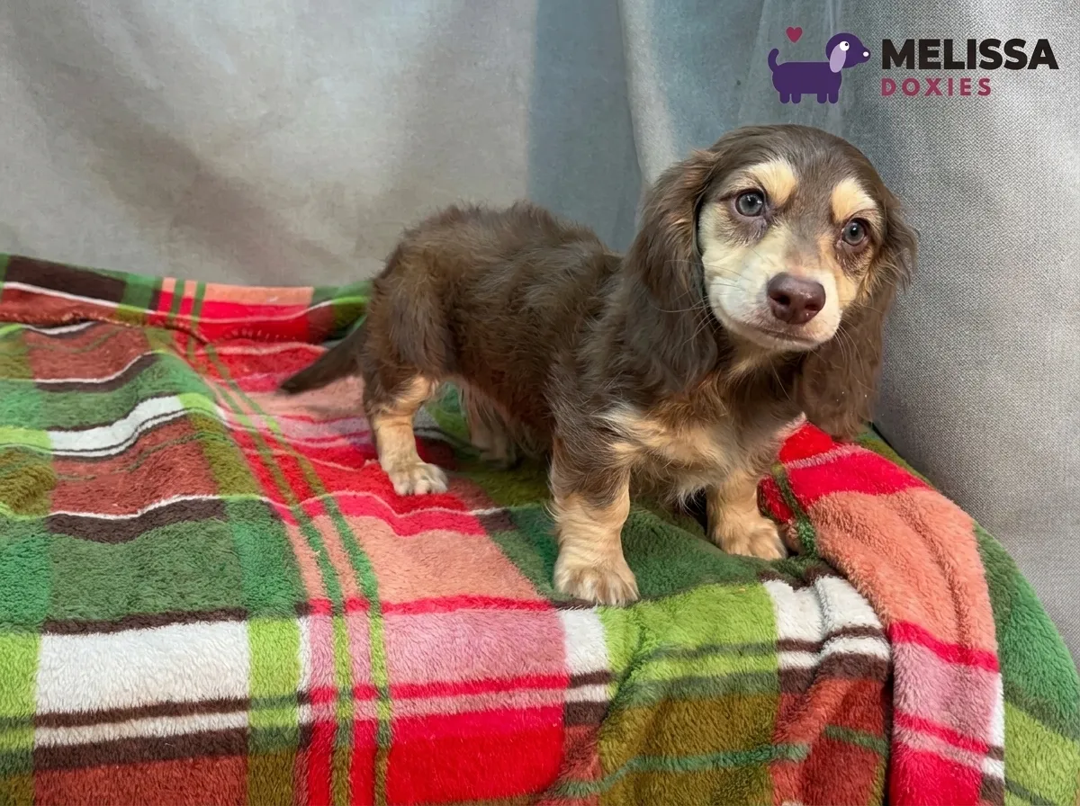 Teddy, a chocolate and cream miniature long-haired Dachshund puppy — photo 9 of 10