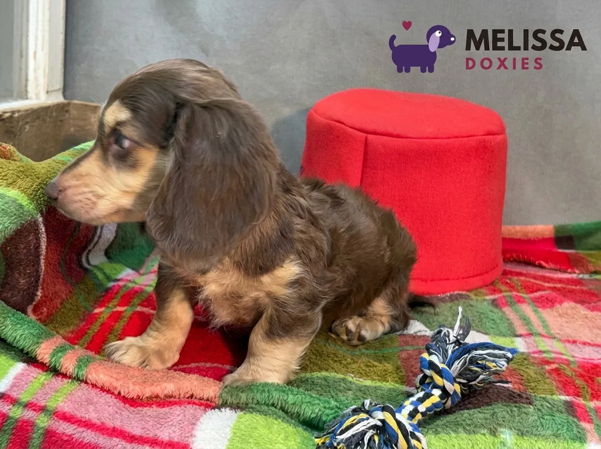Teddy, a chocolate and cream miniature long-haired Dachshund puppy — photo 10 of 10
